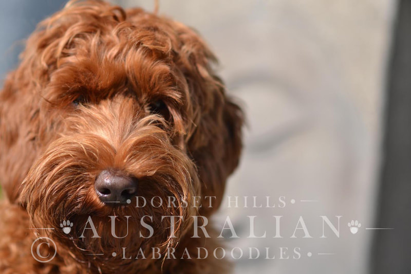 Beautiful australian labradoodle puppy : dorsethills doodles
