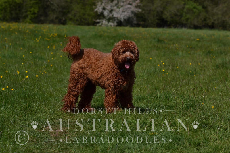australian labradoodle dog in a field in dorset : dorsethillsdoodles