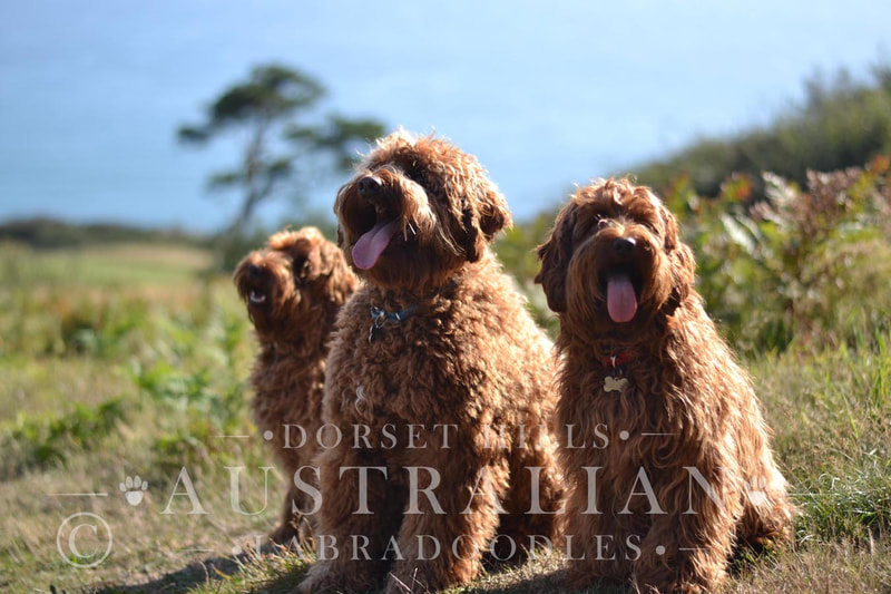 Australian labradoodle and puppies in dorset : dorsethillsdoodles
