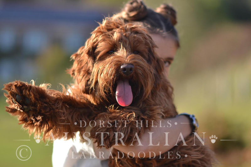 australian labradoodle dog being cuddled : dorsethillsdoodles
