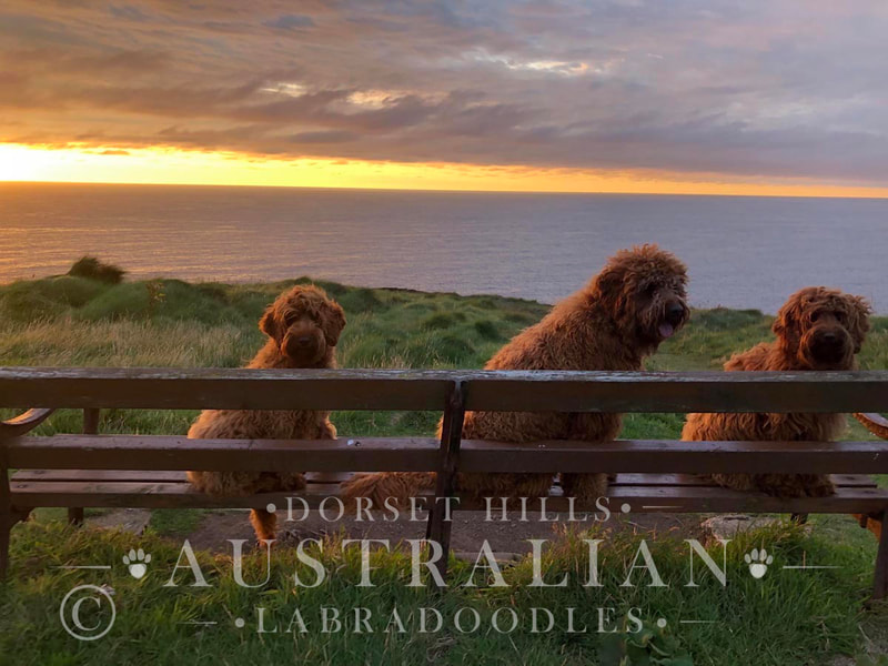 australian labradoodles by the sea in cornwall : dorsethillsdoodles