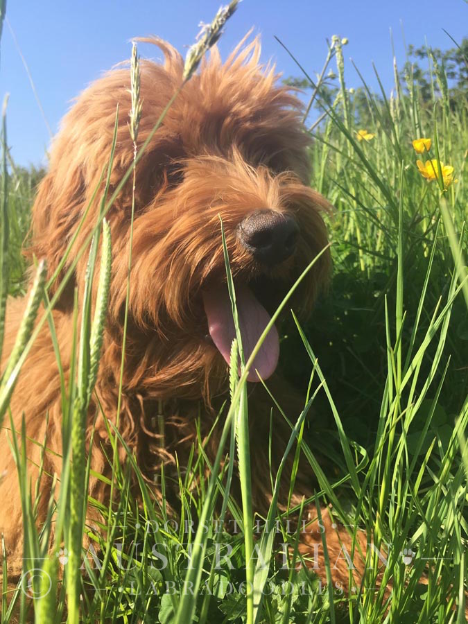 australian labradoodle puppy in  dorset field with spring flowers : dorsethillsdoodles