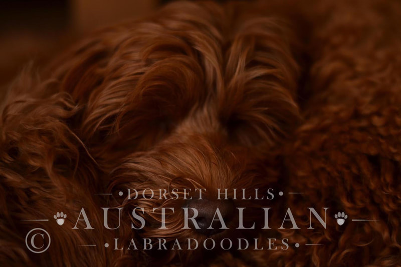 sleeping australian labradoodle puppy : dorsethillsdoodles