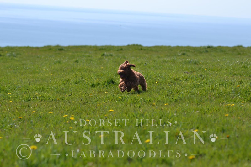 Australian labradoodle puppy playing : dorsethillsdoodles