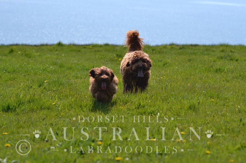 australian labradoodle dogs playing near the sea : dorsethillsdoodles