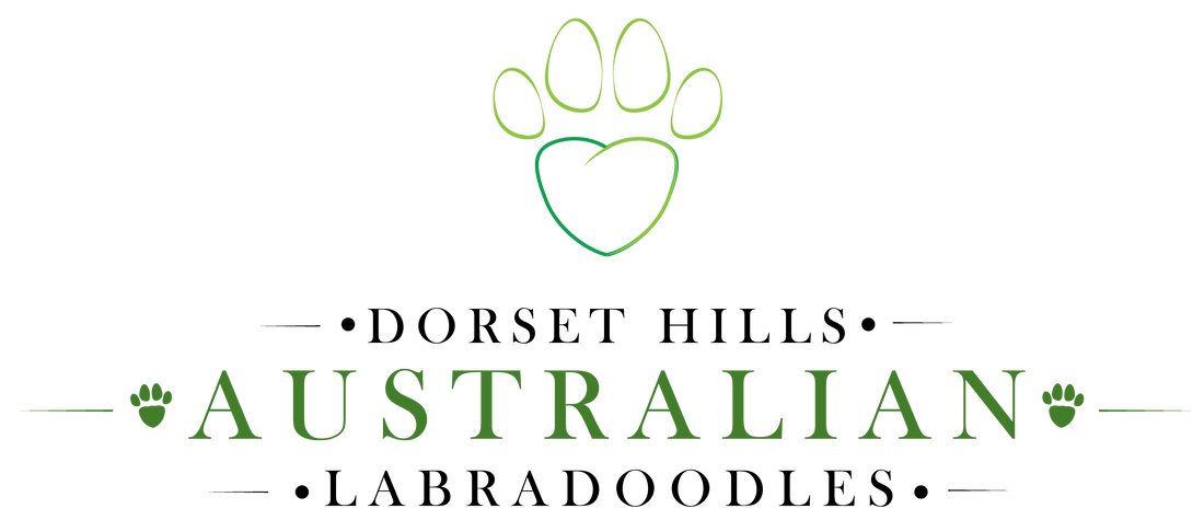 dorset hills doodle  australian labradoodles logo